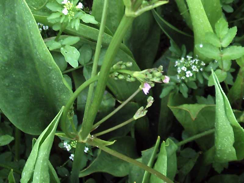 Alisma plantago-aquatica / Mestolaccia